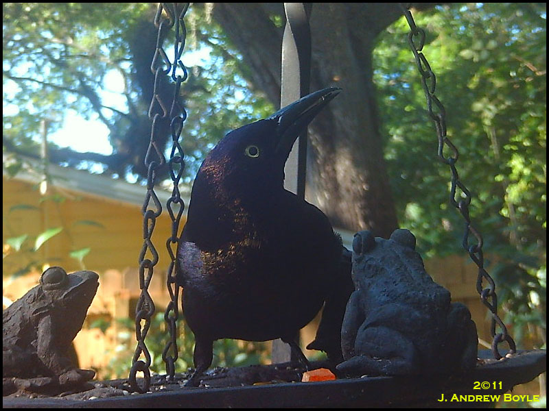 common grackle juvenile. Common Grackle