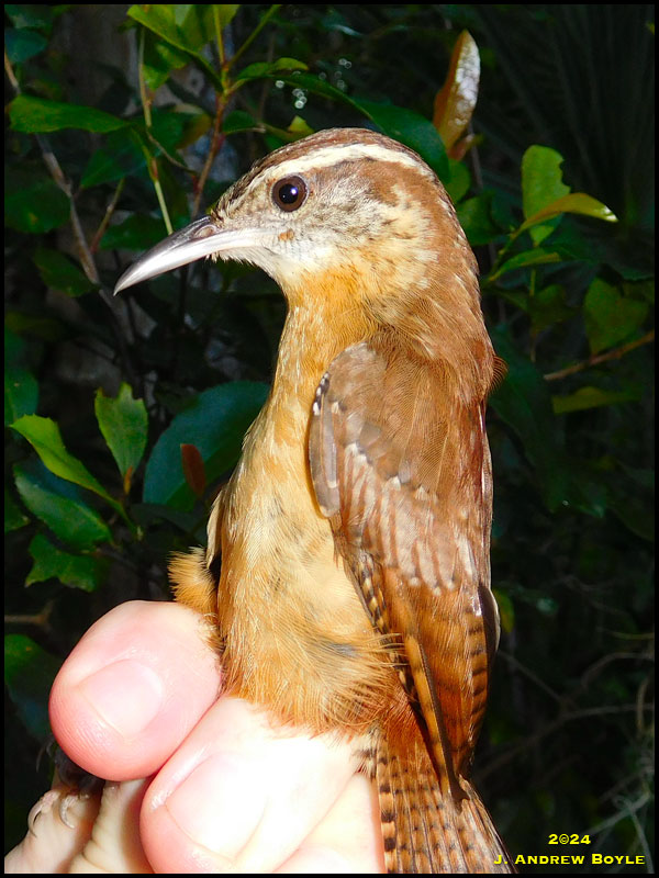 Carolina Wren