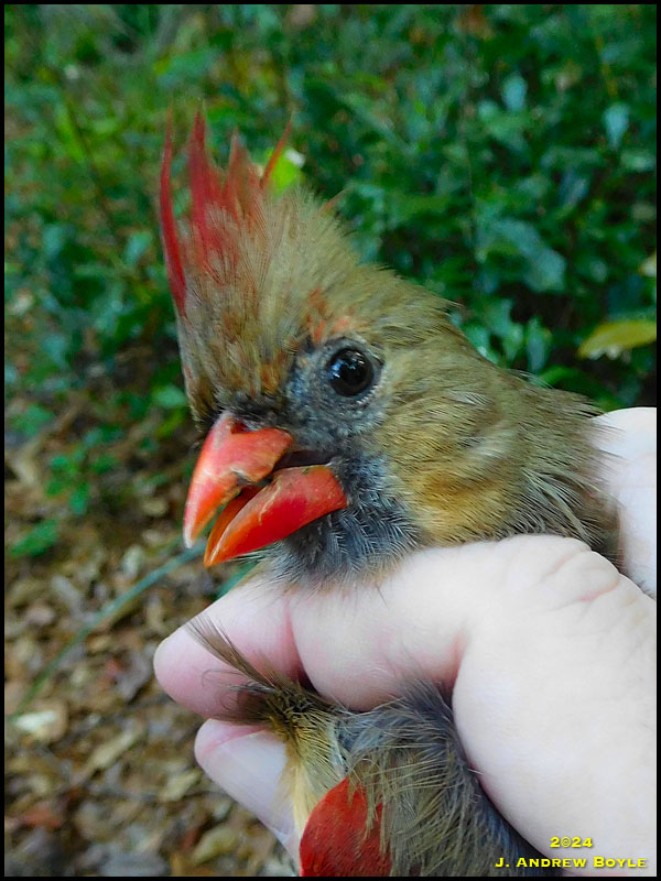 Northern Cardinal