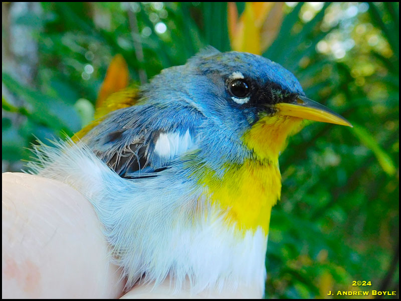 Northern Parula