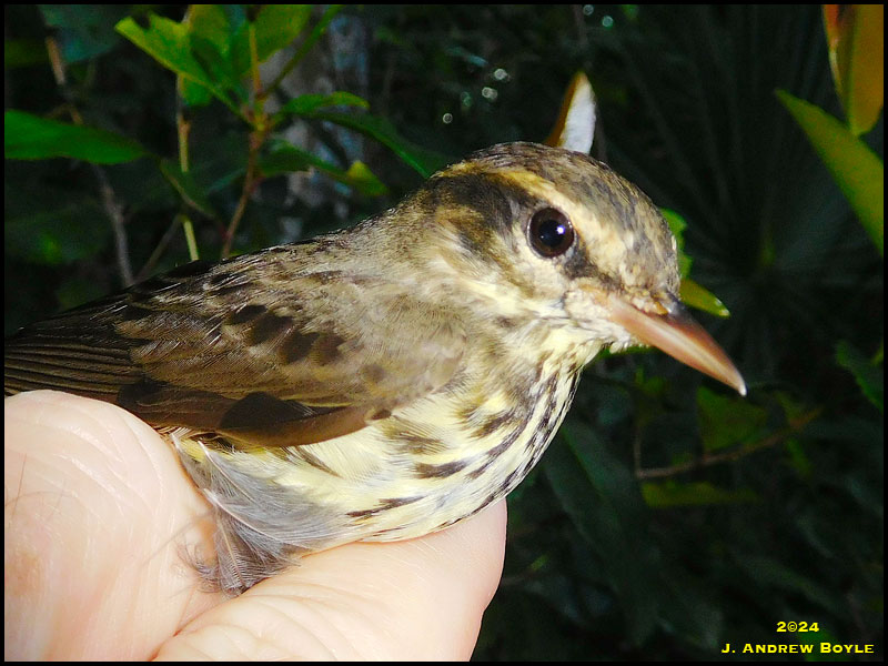Northern Waterthrush