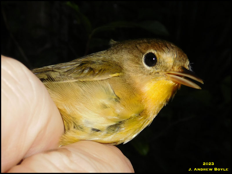 Common Yellowthroat