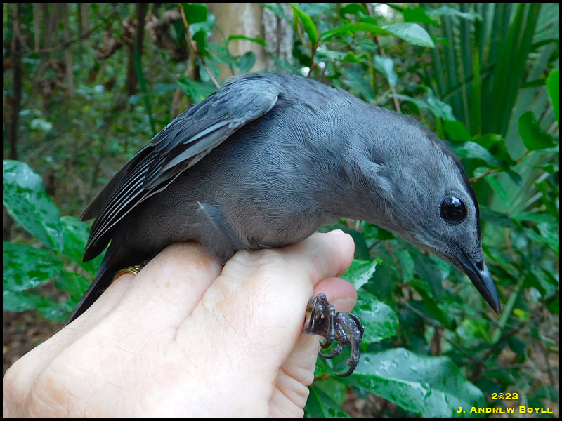 Gray Catbird