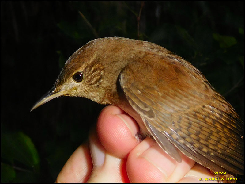 House Wren