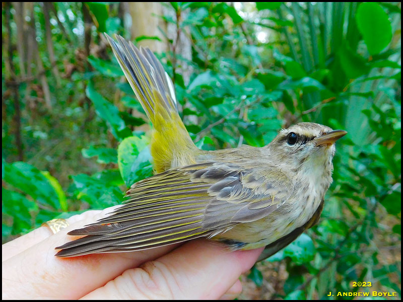 Western Palm Warbler