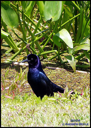 Boat-tailed Grackle