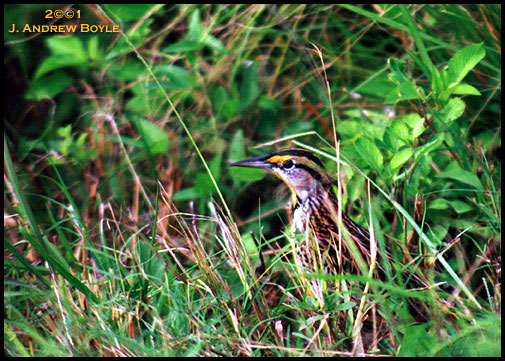 Eastern Meadowlark