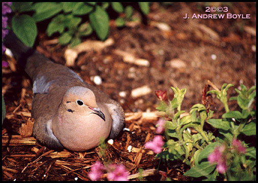 Mourning Dove