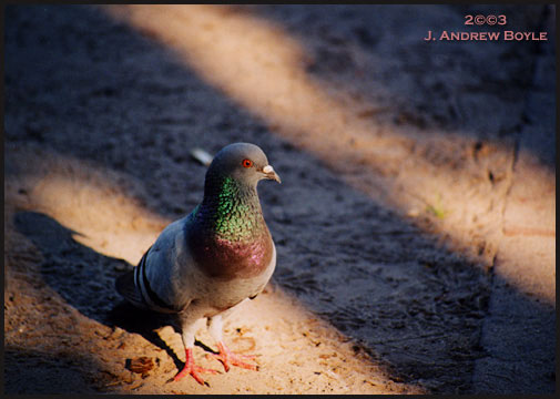 Rock Dove