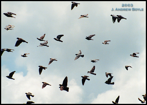 Rock Dove