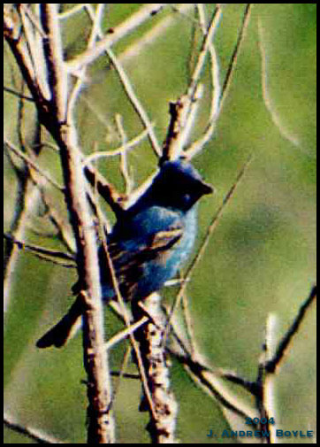 Blue Grosbeak