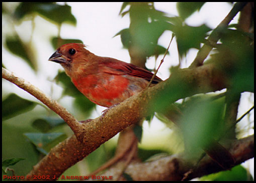 Northern Cardinal