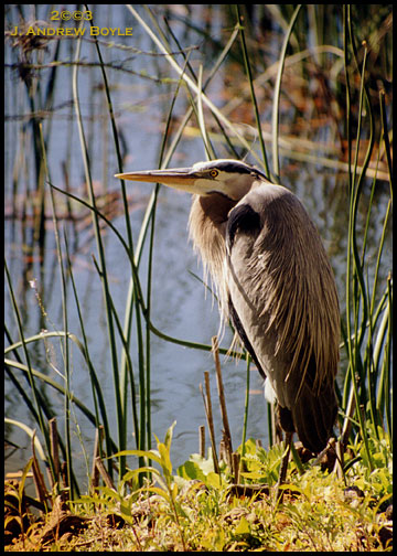 Great Blue Heron