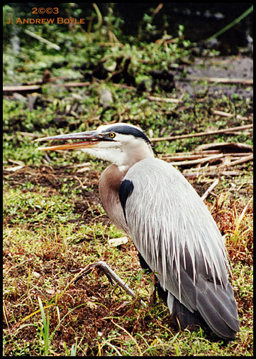 Great Blue Heron