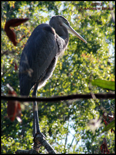 Great Blue Heron