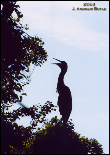 Great Blue Heron