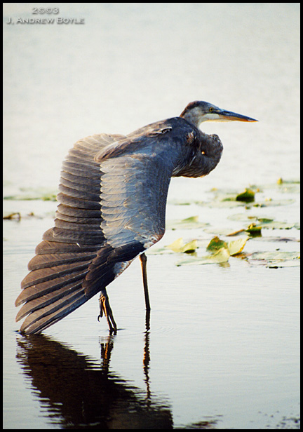 Great Blue Heron