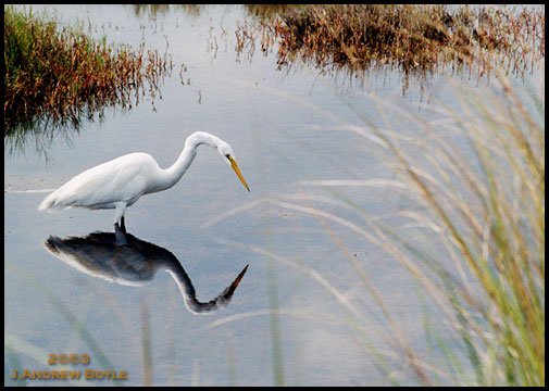 Great Egret