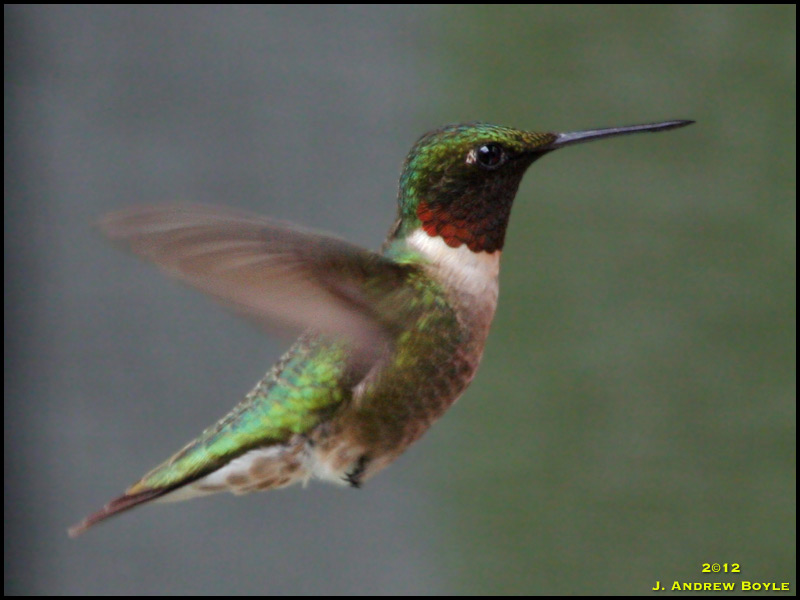 052812_Ruby-throated_Hummingbird_03.jpg