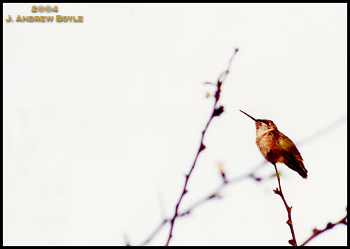 Ruby-Throated Hummingbird