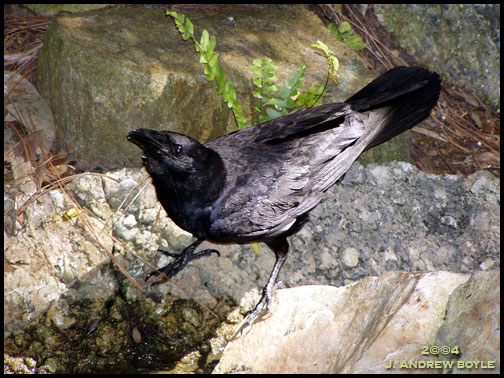 American Crow