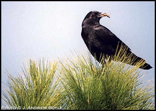 American Crow