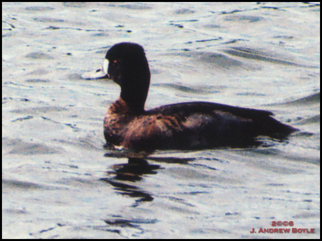 Greater Scaup