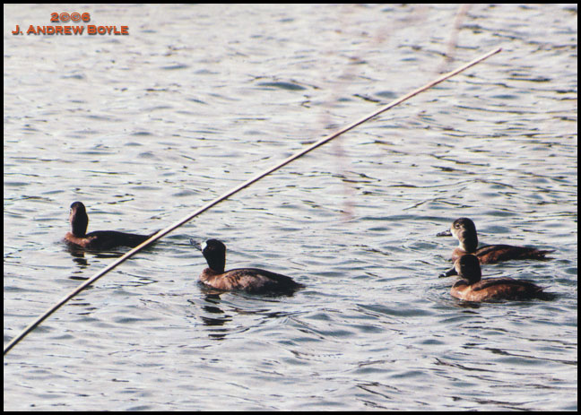 Greater Scaup