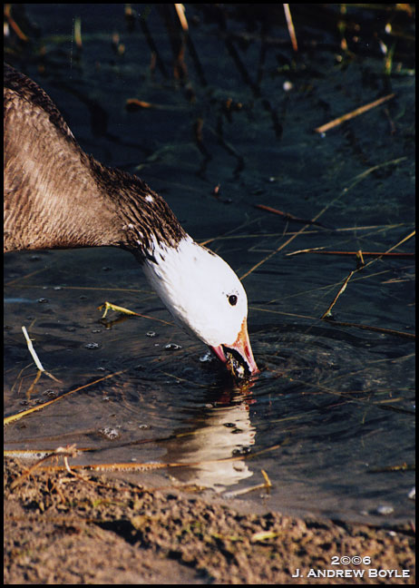 Snow Goose