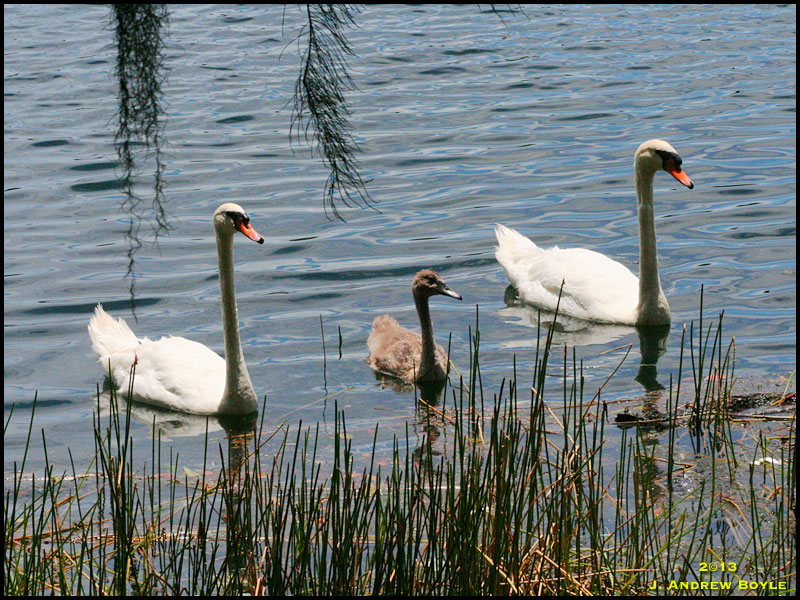 Swan baby grow 2025