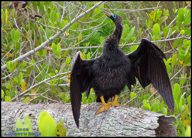 Anhinga