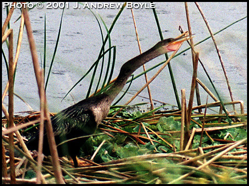 Anhinga