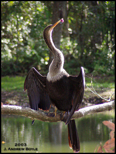 Anhinga