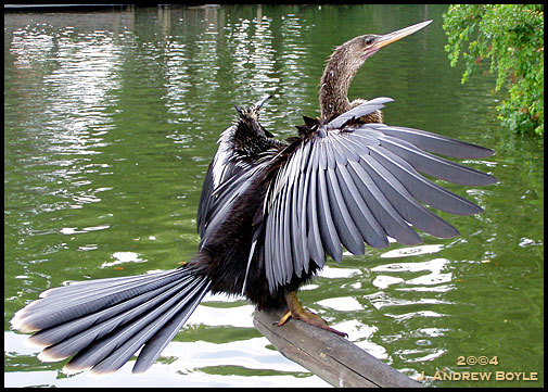 Anhinga