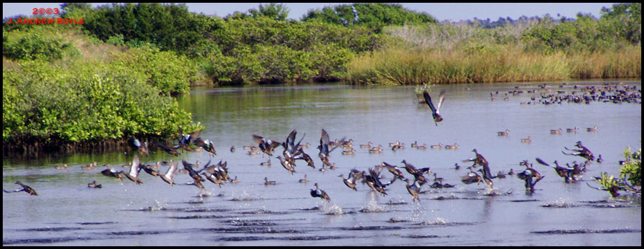 Blue-winged Teal