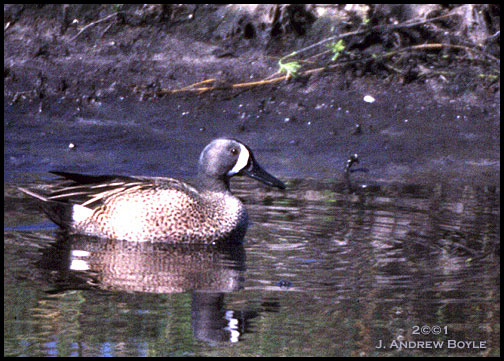 Blue-winged Teal