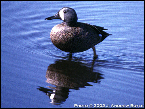 Blue-winged Teal