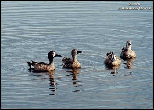 Blue-winged Teal