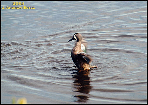 Blue-winged Teal