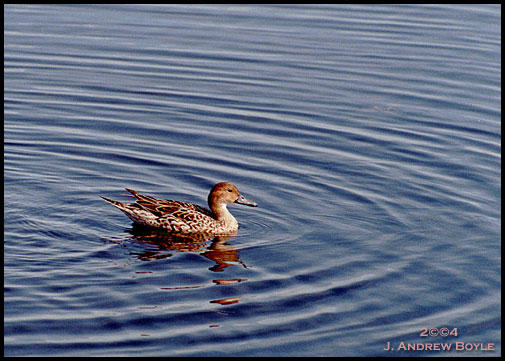 Northern Pintail