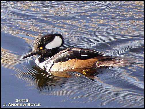 Hooded Merganser