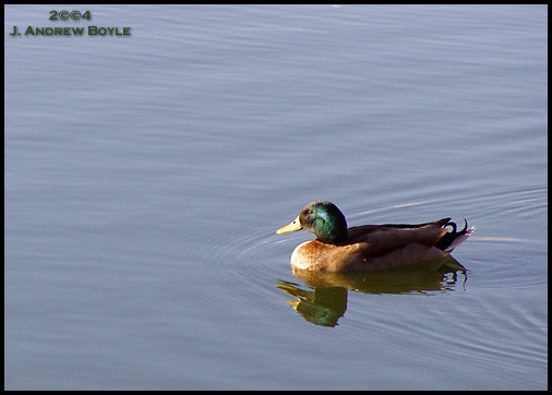 Mallard