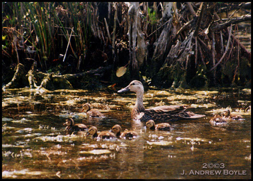 Mottled Duck