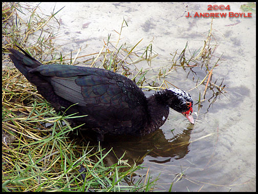 Muscovy Duck