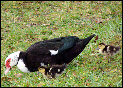 Muscovy Duck