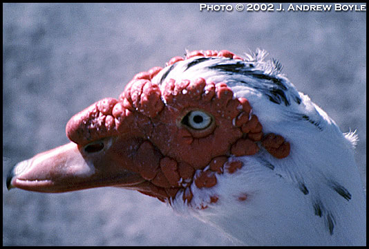 Muscovy Duck