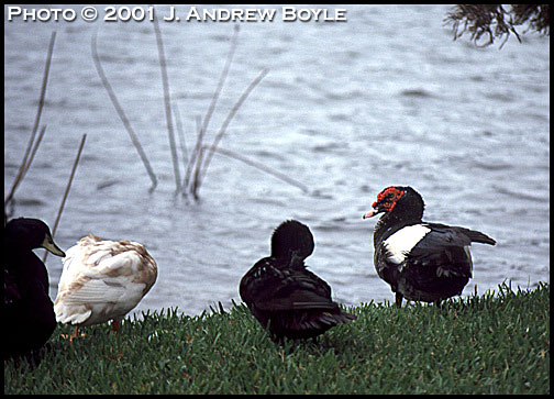 Muscovy Duck