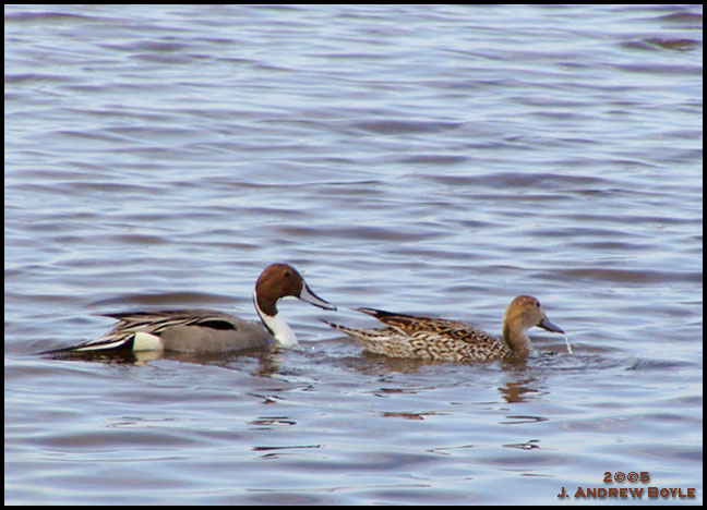 Northern Pintail