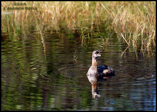 Pied-billed Grebe