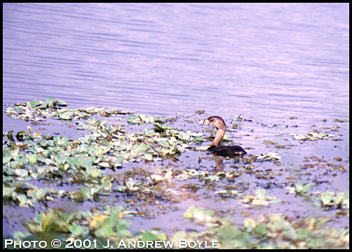 Pied-billed Grebe